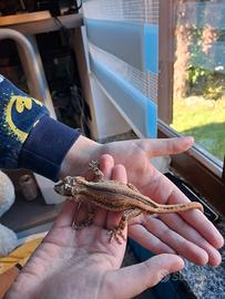 Geco Gargoyle +terrario completo