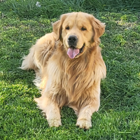 Ultimissimi cuccioli rimasti