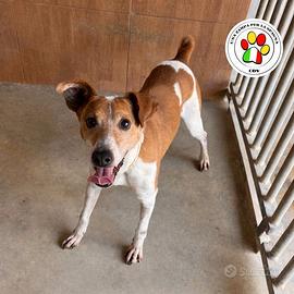 AMIAS piccolo simil Jack Russel