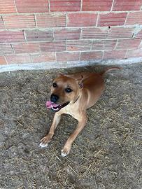 Cane amstaff