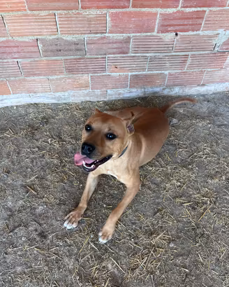 Cane amstaff