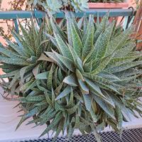 pianta di Aloe Aristata