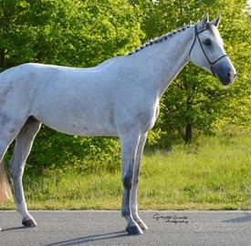 Cavallo sella italiana