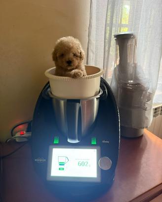 Cuccioli barboncino
