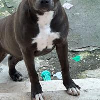 Cucciola amstaff blue nose 8 mesi