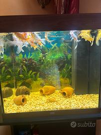 Acquario