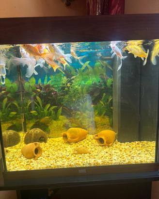 Acquario