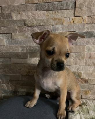 Chihuahua toy