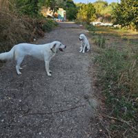 Cane maremmano abbruzzese