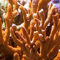 Acquario marino Coralli
