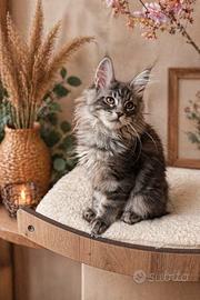 Maine Coon bimbe pronte