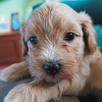 Cuccioli anallergici