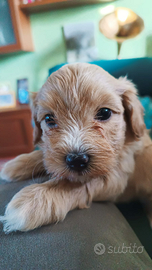 Cuccioli anallergici