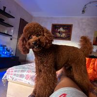 Cuccioli di barboncino toy nano