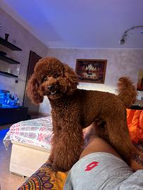 Cuccioli di barboncino toy nano