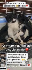Gattini adozione in coppia