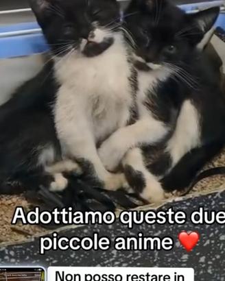 Gattini adozione in coppia