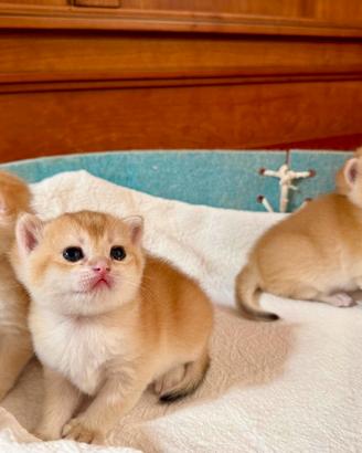 British Shorthair golden.Scottish straight