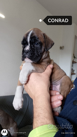 Boxer cuccioli