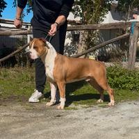 American staffordshire terrier AMSTAFF