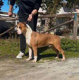 American staffordshire terrier AMSTAFF