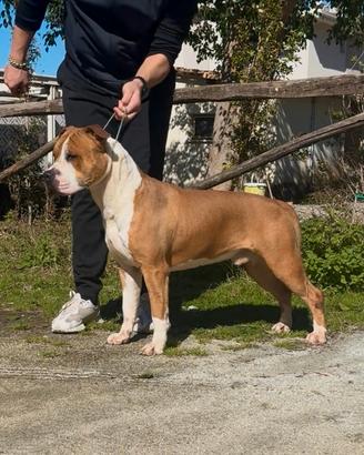 American staffordshire terrier AMSTAFF
