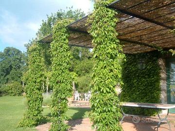 pianta partenocissus quinquefolia