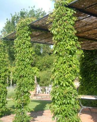 pianta partenocissus quinquefolia