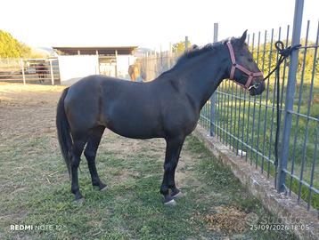 Cavallo