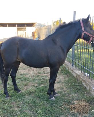Cavallo