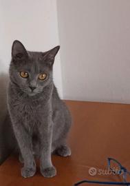 Gattina pura razza certosino