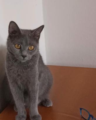 Gattina pura razza certosino