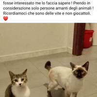 Gattine di 6 mesi