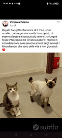Gattine di 6 mesi