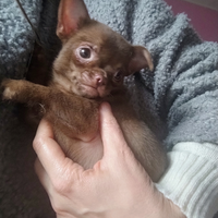 Chihuahua femmina