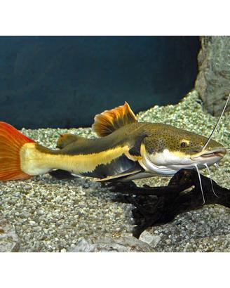 Pesce gatto coda rossa