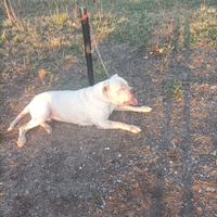 Monta Dogo Argentino