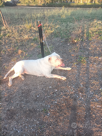Monta Dogo Argentino