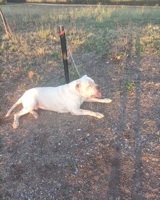 Monta Dogo Argentino