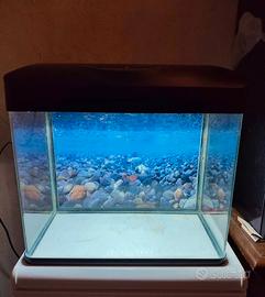 Acquario Amtra