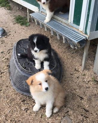 Cuccioli border colli black e white