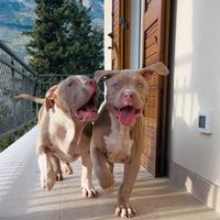 American Bully XXL