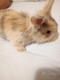 cucciolo di coniglio 