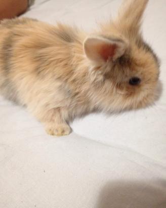 cucciolo di coniglio 