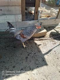 Gallo legbar