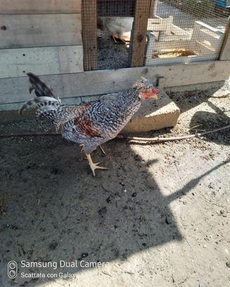 Gallo legbar