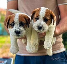 Cuccioli Jack Russell