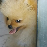 Spitz di pomerania