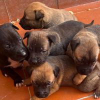 Cuccioli pitbull pastore