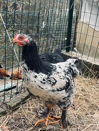 Gallo Brahma
